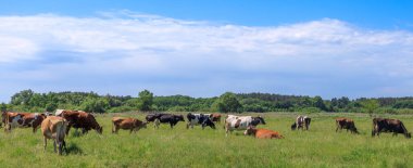 Bir grup inek güneşli bir günde yeşil bir çayırda otlayıp dinleniyor. Manzarada yemyeşil çimenler, mavi gökyüzü ve arka planda ağaçlar var. Huzurlu bir kırsal alan oluşturuyor..