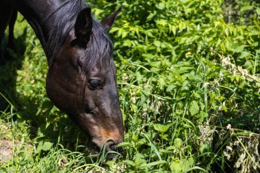 Güneşli bir günde yoğun yapraklarla çevrili yemyeşil bitki örtüsünde otlayan siyah bir at doğal güzelliği ve sakin çevreyi ön plana çıkarıyor..