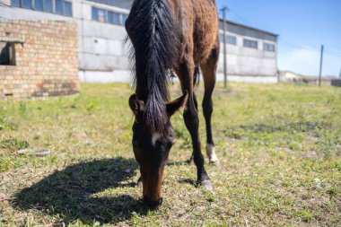 Açık mavi bir gökyüzünün altında çimenlerde otlayan kahverengi yeleli bir at doğa ve kentsel elementler arasında bir kontrast oluşturuyor..