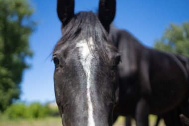 Beyaz çizgili siyah bir atın, açık mavi gökyüzü ve yeşil ağaçların arkaplanına yakın çekim görüntüsü..