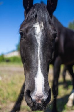 Yüzünde beyaz çizgili siyah bir atın ön görüntüsü güneşli bir günde arka planda yeşil ve mavi gökyüzü ile dışarıda duruyor..