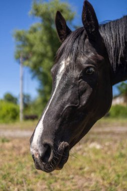 Yüzünde beyaz bir şerit olan siyah bir atın yakın plan çekimi güneşli bir günde doğal bir arka plan üzerine kuruludur..