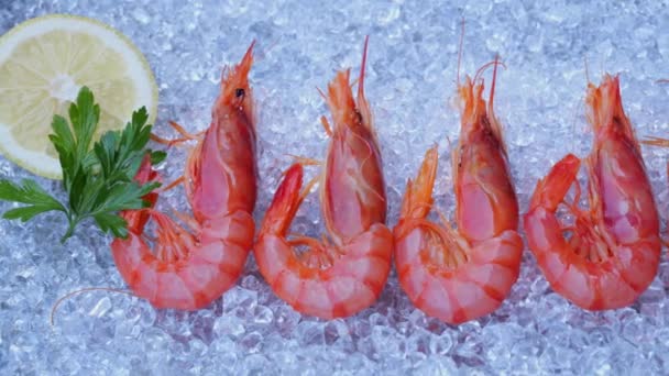 Red Shrimps Fresh Prawns Seafood Crashed Ice — Stock Video