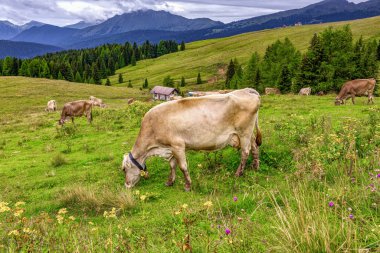 Aips çim üzerinde Cow.