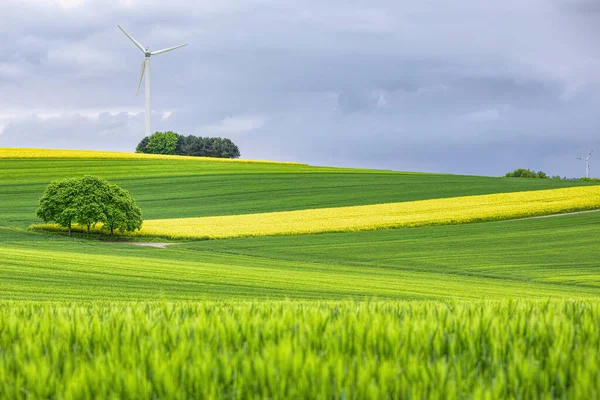 View Wind Turbines Green Rapeseed Fields — Foto Stock