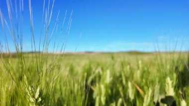 Güneşli bir günde açık mavi gökyüzünün altında buğday tarlası yavaşça sallanıyor.