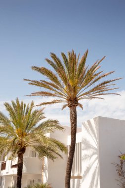 Mallorca İspanya 'da beyaz bir binaya karşı palmiye ağacı