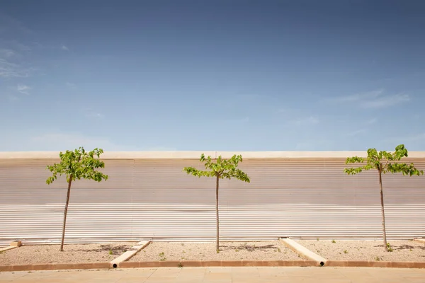 Три Небольших Дерева Вдоль Улицы Против Гофрированной Стены — стоковое фото