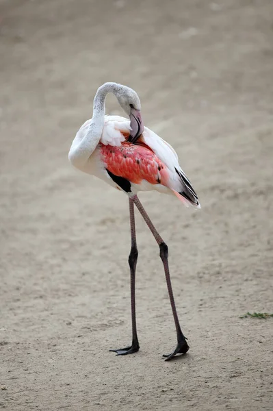 Flamingo Torsione Del Collo Piume Delle Ali — Foto Stock