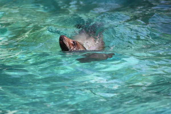 Singa Laut Berenang Dan Melihat Keluar Dari Air — Stok Foto