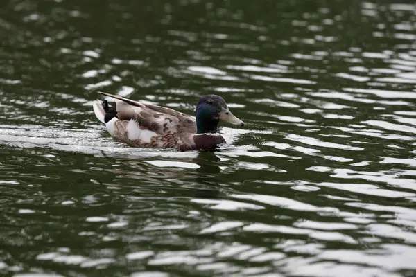 Male Mallard Duck Magamo Swimming Leisurely Surface Water — Stock Photo, Image