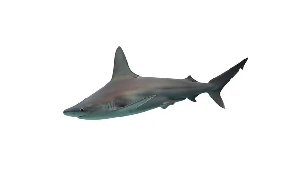 Tiburón Aislado Sobre Fondo Blanco — Foto de Stock