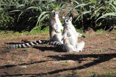 İki halka kuyruklu lemurlar (Lemur catta) güneşte otururken, biri öne bakıyor ve diğeri geri dönüyor.