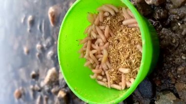 Canlı kurtçuklar - kurt larvaları, bir konteynırda hızla toplanırlar. Nehir kıyısında içinde larva olan bir kutu duruyor. Balık tutmak için kurtçuklar. Açık havada. akıllı telefon kamerasıyla çekilen video