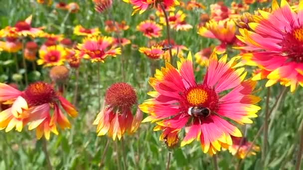 ミツバチの密接な花を受粉Gaillardiaの花 明るい色の花と美しい牧草地 スマートフォンのカメラで撮影したビデオは — ストック動画