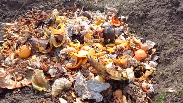 ミツバチは家庭の庭の堆肥ピットで食品廃棄物を食べる 堆肥を作るために家庭で食品廃棄物をリサイクルするための生態学的方法 堆肥のための有機廃棄物の回転 スマートフォンのカメラで撮影 — ストック動画
