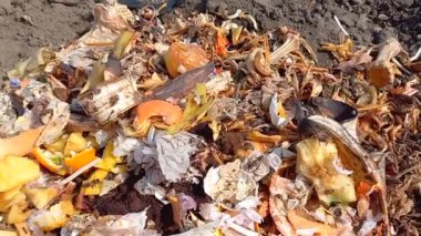 Arılar özel bir bahçedeki gübre çukurunda yiyecek atıkları yerler. Evdeki yiyecek atıklarının geri dönüşümü için ekolojik bir yöntem. Gübre için çürümüş organik atık. Akıllı telefon kamerasıyla çekilmiş.