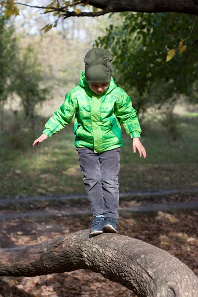 学龄前男孩沿着倒下的树干走着 孩子在日志上保持平衡 在秋天的森林里积极散步 — 图库照片