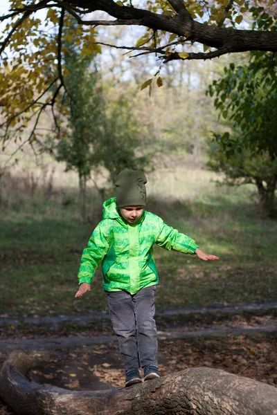 学龄前男孩沿着倒下的树干走着 孩子在日志上保持平衡 在秋天的森林里积极散步 — 图库照片
