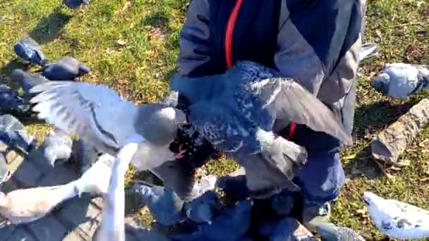 Boy Feeds Pigeons City Park Closeup Bird Pecking Bread Crumbs — Stock Video