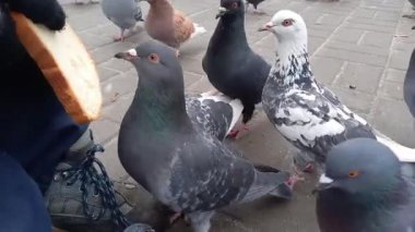 boy feeds pigeons in city park. Close-up of birds pecking at bread that child is holding in his hands. Fun pastime and care for city birds during cold season.