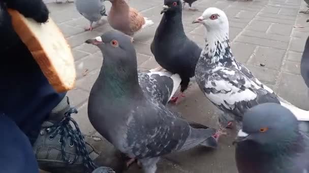 Boy Feeds Pigeons City Park Close Birds Pecking Bread Child — Stockvideo