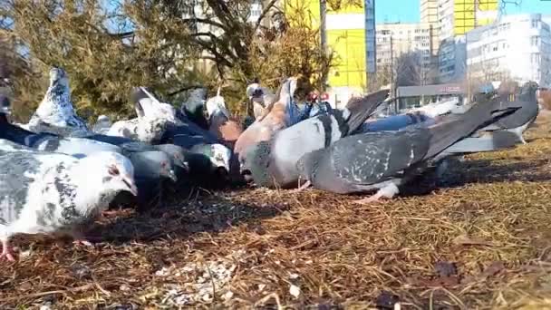 Flock Pigeons Pecking Groats City Park Sunny Day Taking Care — Stockvideo