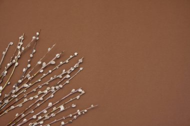 Easter natural background. Pussy willow branches on brown background. Flat lay. Blank for greeting card with space for text. Happy easter. Minimalism. Top view