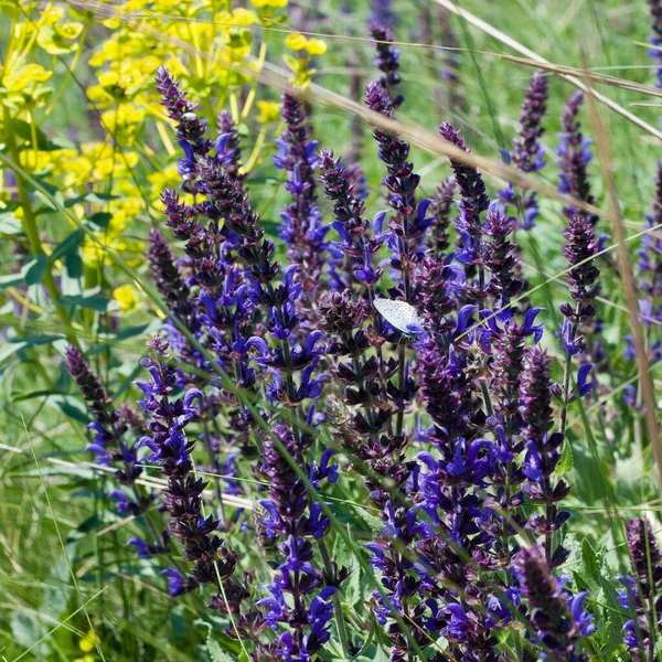 Close-up Medicinal plant Salvia pratensis in meadow. meadow sage or meadow clary, honey plant. Wild plant with purple flowers in summer. Blooming wild herbs. Natural background.
