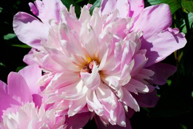 Close-up of blooming pink peonies in garden. Beautiful spring fragrant flowers on sunny day. Hard light. Nature concept
