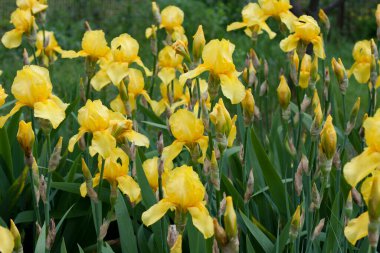 Flowerbed of blooming yellow bearded irises in garden. Beautiful bright spring flowers. Nature concept