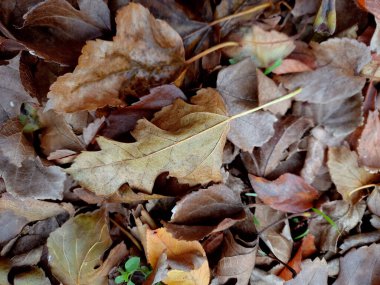 Fallen leaves lieing on ground. Old autumn leaves roting. Winter. Natural background. Environment. selective focus. Top view