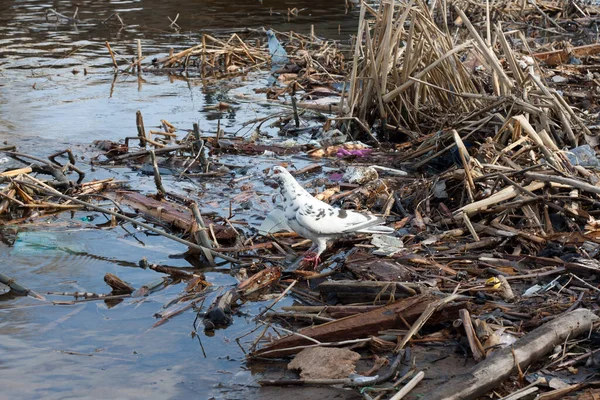 Dinyeper Nehri 'nin kıyısında çöp. Beyaz güvercin çöpte oturuyor. Plastik şişeler, kütükler, köpük ve nehir kıyısındaki diğer çöpler. Ekolojik ve Dünya Günü konsepti. Küre kirliliği. Şehir plajında çöp..