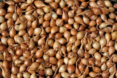 Bir sürü küçük soğan. Tarım için turuncu soğan tohumu. Organik sebzeler. Bahar çiftçiliği zamanı. Üst görünüm