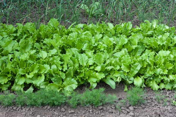 Young Lettuce Green Onions Dill Growing Garden Spring Farming Growing — Foto Stock