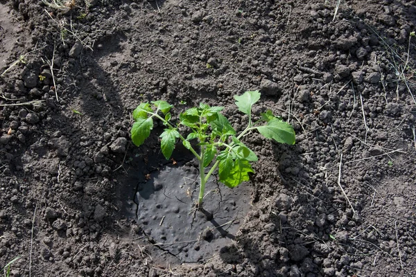 Semis Plants Tomate Poussant Dans Jardin Jeunes Tomates Germées Plantées — Photo