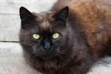 Sarı gözlü yetişkin siyah kedinin yakın plan portresi. Ahşap zeminde yatan evcil kedi. Dünya Hayvan Günü, Uluslararası Kedi Günü