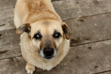 Köpek portresi yukarı bakıyor, kulaklarını kaldırıyor ve dinliyor. Ahşap zeminde oturan orta büyüklükte evcil bir köpek. Üst Manzara. Dünya Hayvanlar Günü, Ulusal itler Günü