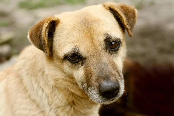 stock image Closeup portrait of dog with sad expression. Mongrel on street. Outdoor. world animal day, national mutts day