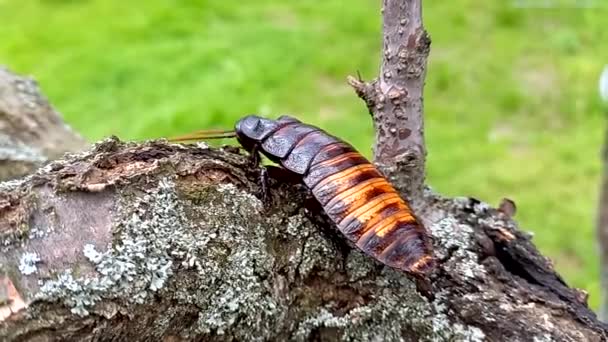 Madagaskar Mendesis Kecoa Gromphadorhina Portentosa Berjalan Atas Kulit Pohon Yang — Stok Video