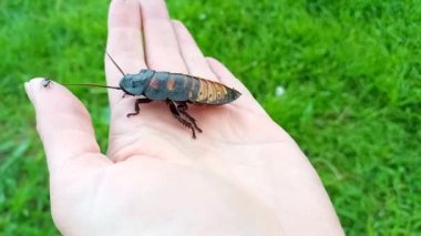 Büyük Madagaskar tıslayan hamamböceği kadın avucunda sürünüyor. Gromphadorhina, dünyanın en büyük hamamböceği. Evcil hayvan olarak egzotik böcekler. İnsanlar için tamamen güvenli ve zararsız bir böcek. Açık hava.