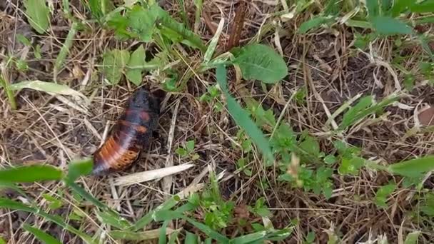 マダガスカルの大規模な草の中を歩いてゴキブリを追跡する環境を調査する グロムパドーヒナ ポルトエントーサ世界最大のゴキブリ ペットとしてのエキゾチックな昆虫 人間にとって安全で無害な昆虫です — ストック動画