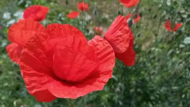 Red Poppies Blossom Swaying Wind Meadow Spring Sunny Day Beautiful — Stock Video