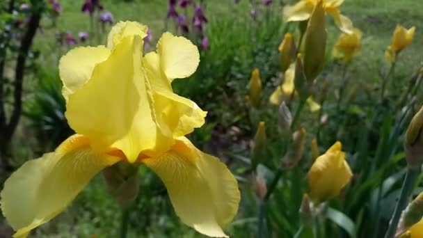 Iris Jaunes Fleurissent Oscillant Dans Vent Dans Jardin Jour Ensoleillé — Video