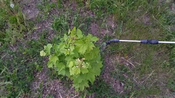 Agricultor Pulveriza Arbusto Groselha Jardim Com Inseticidas Planta Pulverização Primavera — Vídeo de Stock