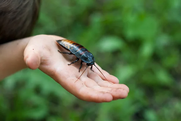 Büyük Madagaskar hamamböceği çocuk avucunun üzerinde oturuyor. Yeşil çimenlerin arka planında elinde kocaman bir hamamböceği var. Egzotik hayvan. Böcekbilim. Açık hava..