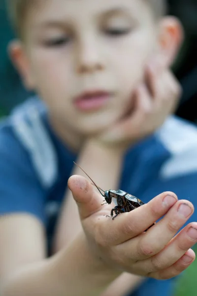 大的马达加斯加蟑螂 栖息在孩子的手掌上 模糊的儿童画像 手里拿着巨大的蟑螂 有选择的重点 离奇的宠物 昆虫学 — 图库照片