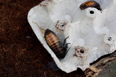 Madagaskar tıslayan hamamböceği, Gromphadorhina alametleri. Büyük hamamböcekleri yumurta kutusunda saklanır. Vahşi yaşam böceği, egzotik hayvan. Esaretteki memnuniyet. Böcekbilim.