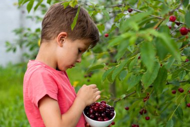 Anaokulu çocuğu bahçedeki ağaçtan olgun kırmızı kirazları topluyor. Kiraz bahçesinin arka planında bir tabak kirazla mutlu çocuk portresi. Sağlıklı organik kiraz, yaz hasat mevsimi.