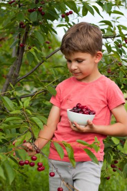 Anaokulu çocuğu bahçedeki ağaçtan olgun kırmızı kirazları topluyor. Kiraz bahçesinin arka planında bir tabak kirazla mutlu çocuk portresi. Sağlıklı organik kiraz, yaz hasat mevsimi.